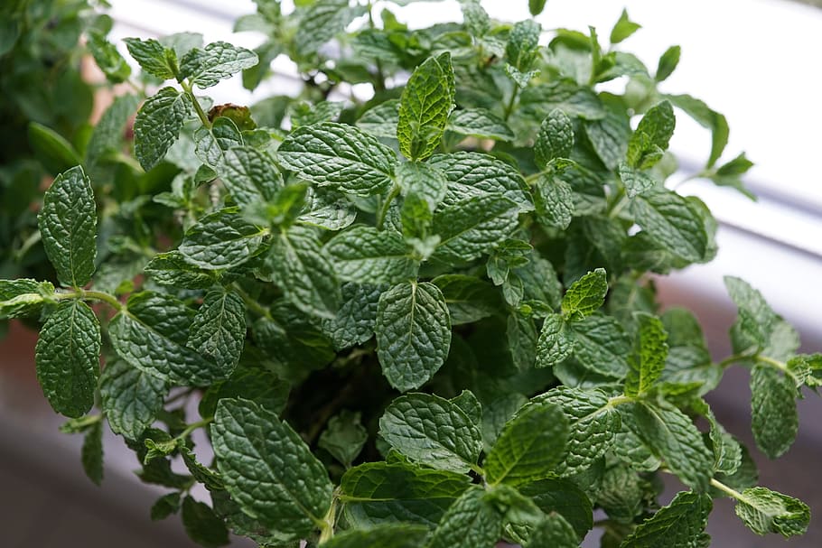 green leaves, pfeferminz, herbs, kitchen, spring, aroma, perfume HD wallpaper