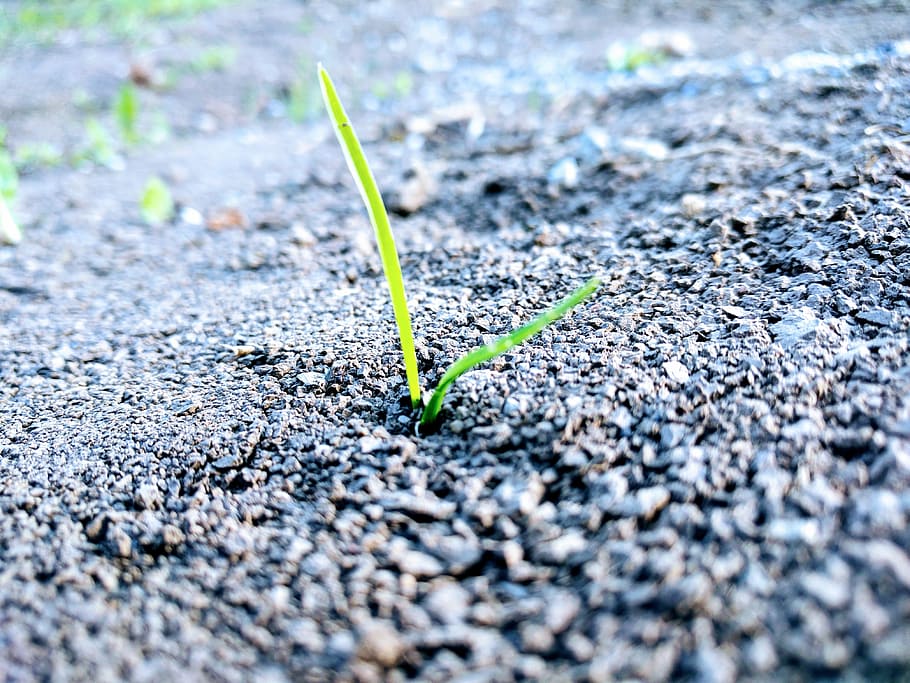 Grass, Earth, Sprout, Strength, new beginning, nature, seeds HD wallpaper
