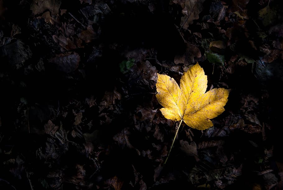 Leaves, Autumn, Forest, Fall, autumn leaves, nature, yellow HD wallpaper