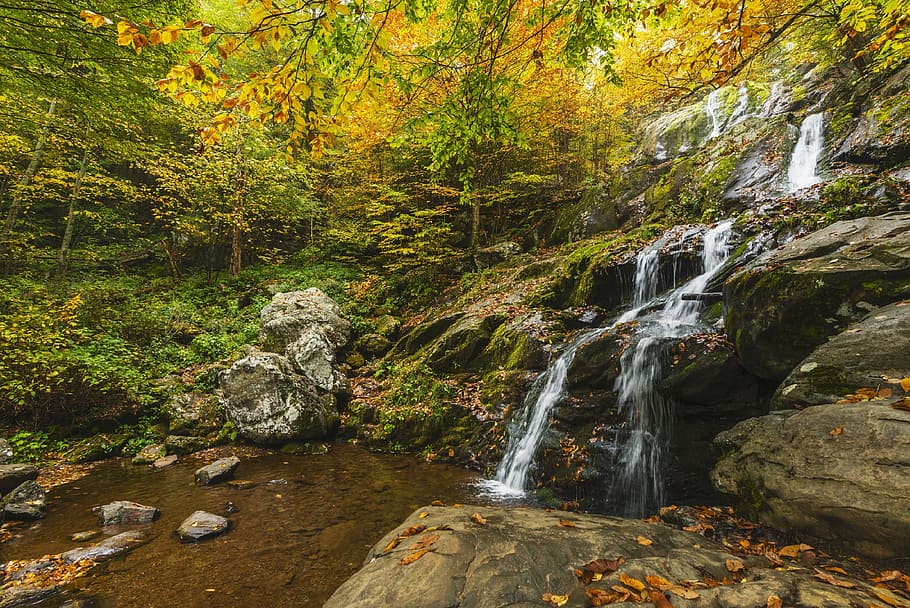 green leaf trees near water stream, waterfall, autumn, wilderness, HD wallpaper