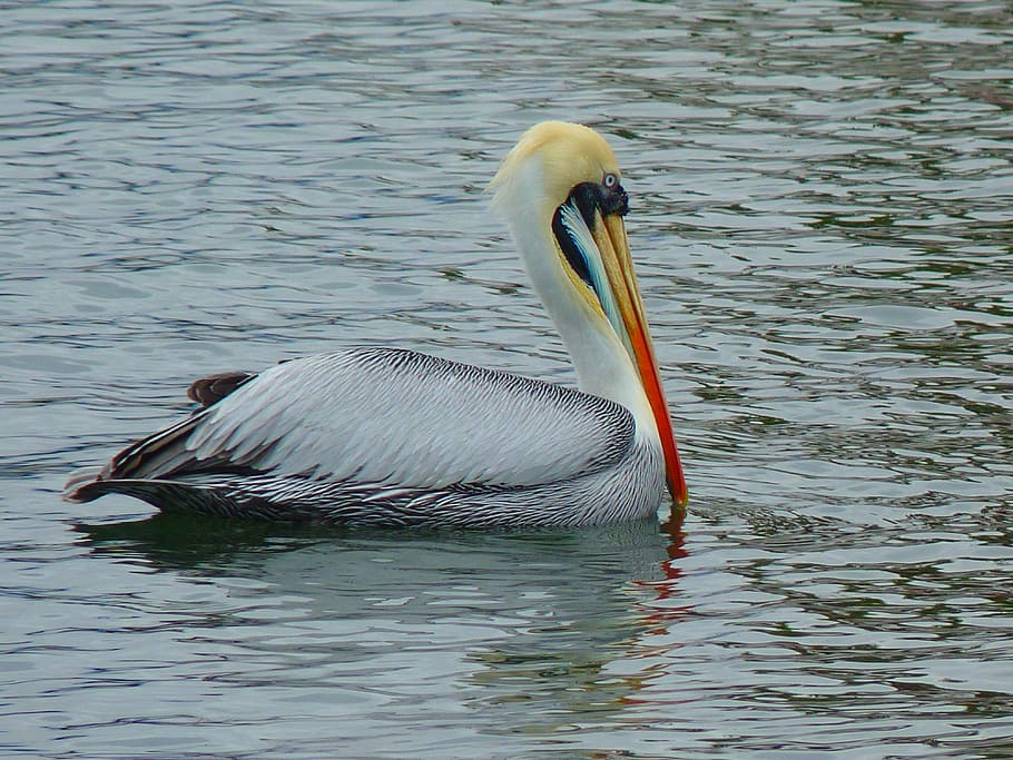 Pelikan, Water, Bird, Fish, Animal, nature, pelican, wildlife HD wallpaper