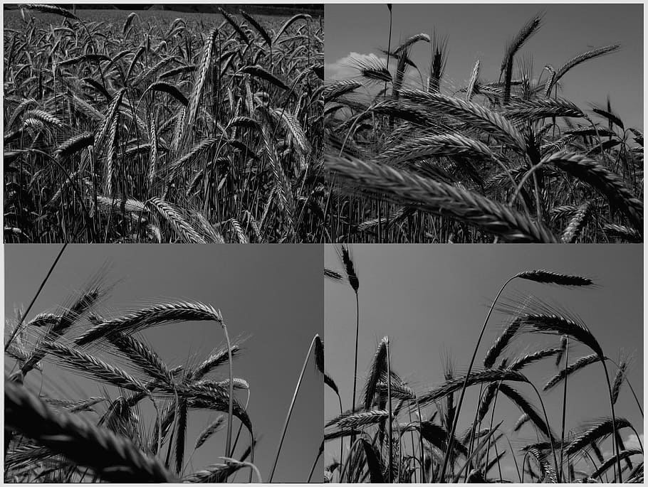 Cereals, Wheat, Grain, Black, White, b w, black And White, illustration HD wallpaper
