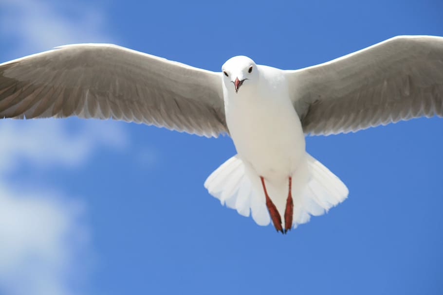white pigeon flying under blue sky during daytime, bird, seagull
