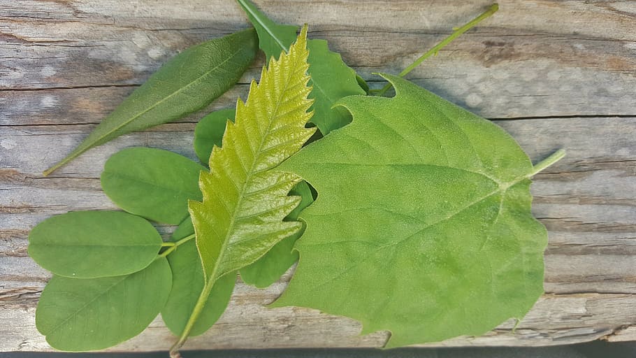 leaf, leaves, fall, green, variety, contrast, foliage, stem HD wallpaper