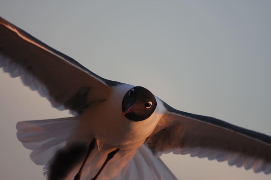 Sea Gull, Flight, Graceful, flying, beautiful, sky, one animal HD wallpaper