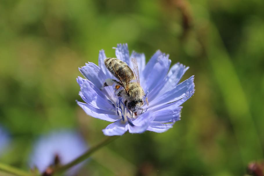 flower, bee, pollination, spring, insect, the bees at work, HD wallpaper