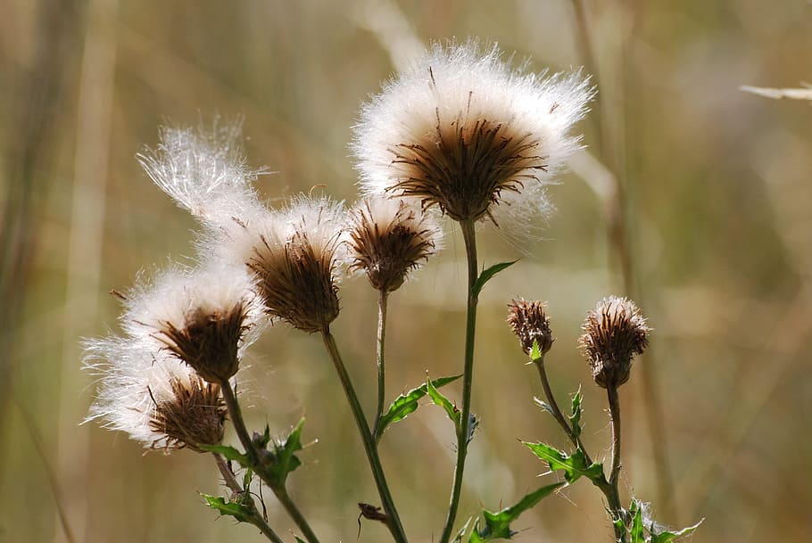Thistle, Prickly, Flower, Withered, floral, plant, natural HD wallpaper