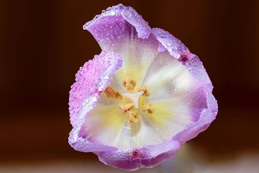 purple and white tulip in bloom selective-focus photography HD wallpaper