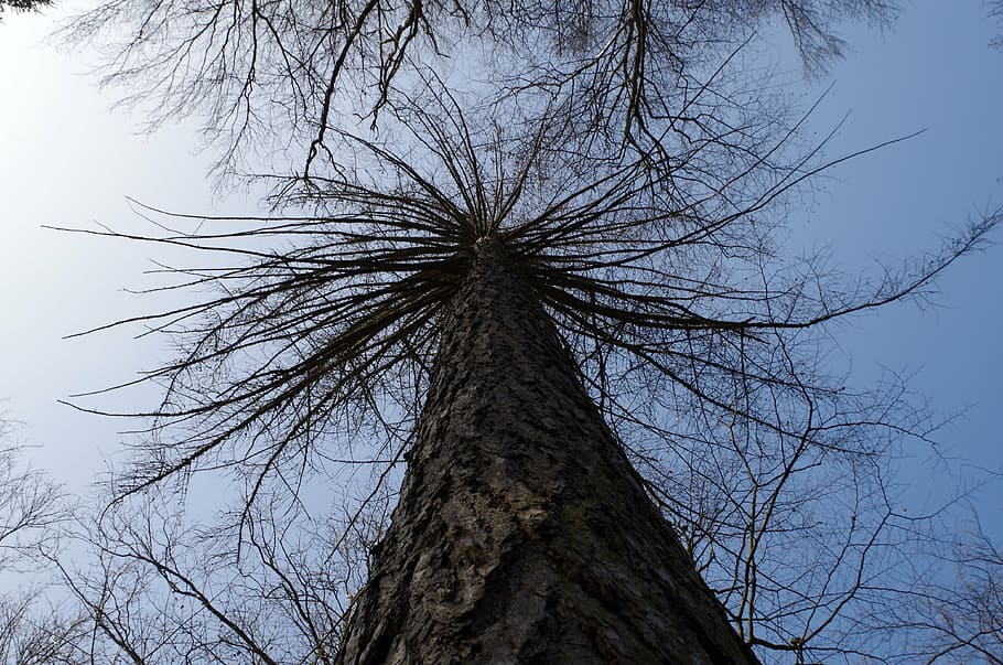 tree, larch, winter, crown, sky, forest, aesthetic, plant, low angle view HD wallpaper