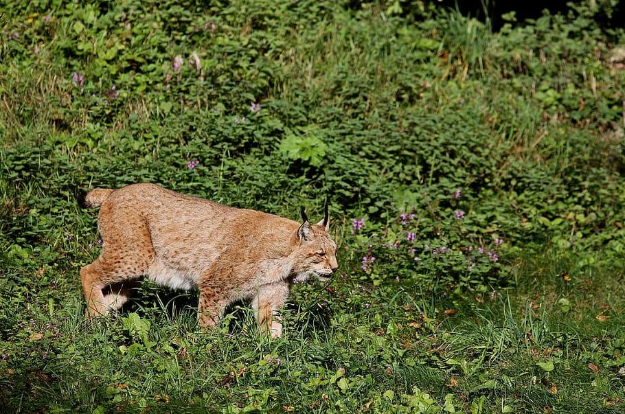 lynx, cat, wildcat, predator, eurasischer lynx, nature, wild animals HD wallpaper