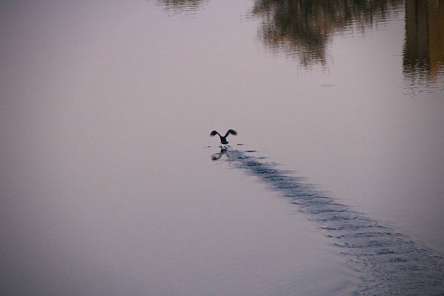 silhouette of a bird flying over a body of water, bird on body of water during daytime HD wallpaper
