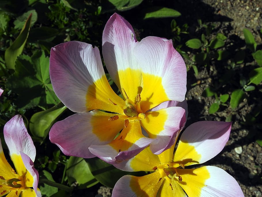 tulip, blossom, bloom, spring, spring flowers, close, flowering plant HD wallpaper