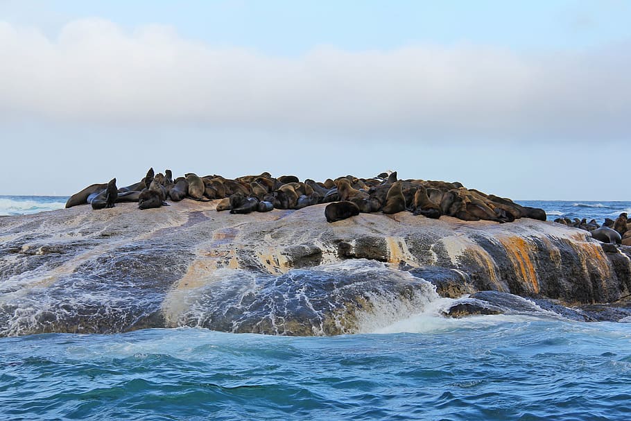 group of brown seals on rock on water at daytime, island, thousands