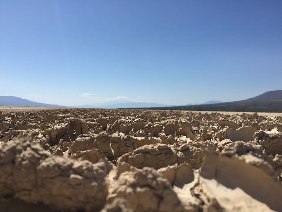 desert, drought, background, soledad, cow skull, screen saver HD wallpaper