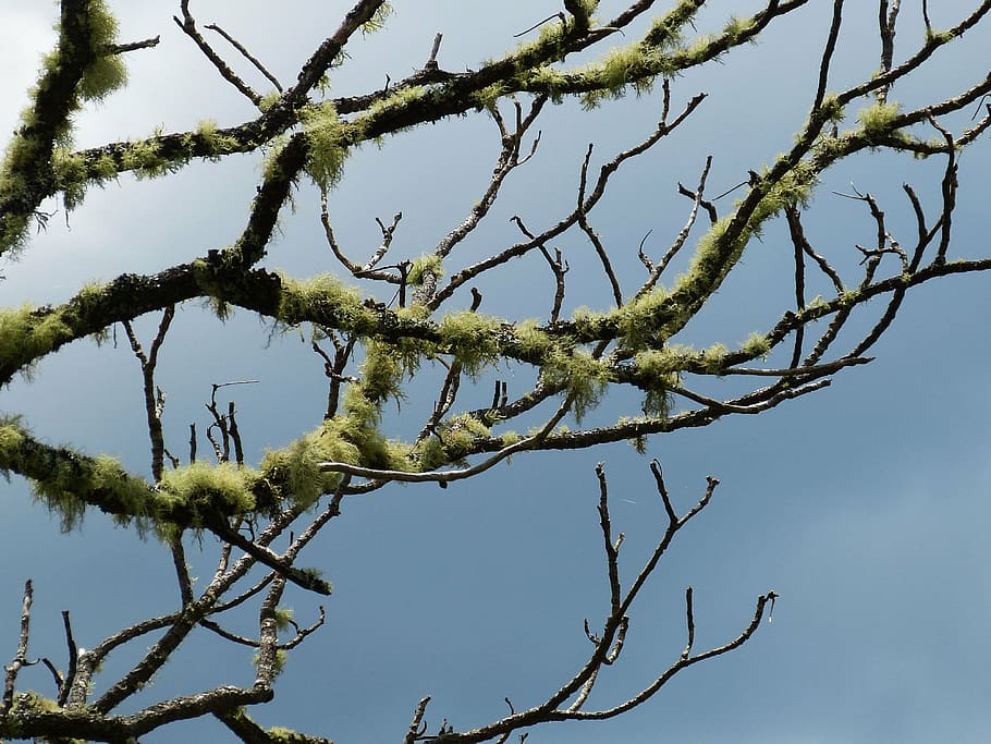 tree, branch, moist, lichen, sky, incomplete, nature, forest HD wallpaper