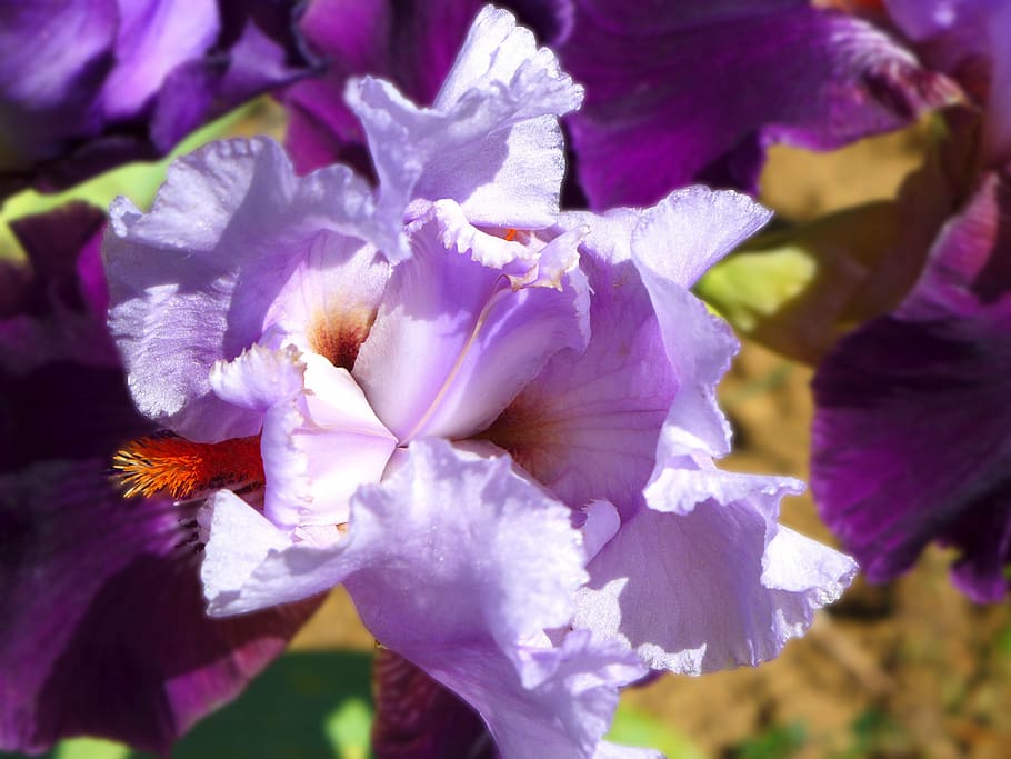 iris, flower, violet, nature, plant, close-up, petal, leaf HD wallpaper