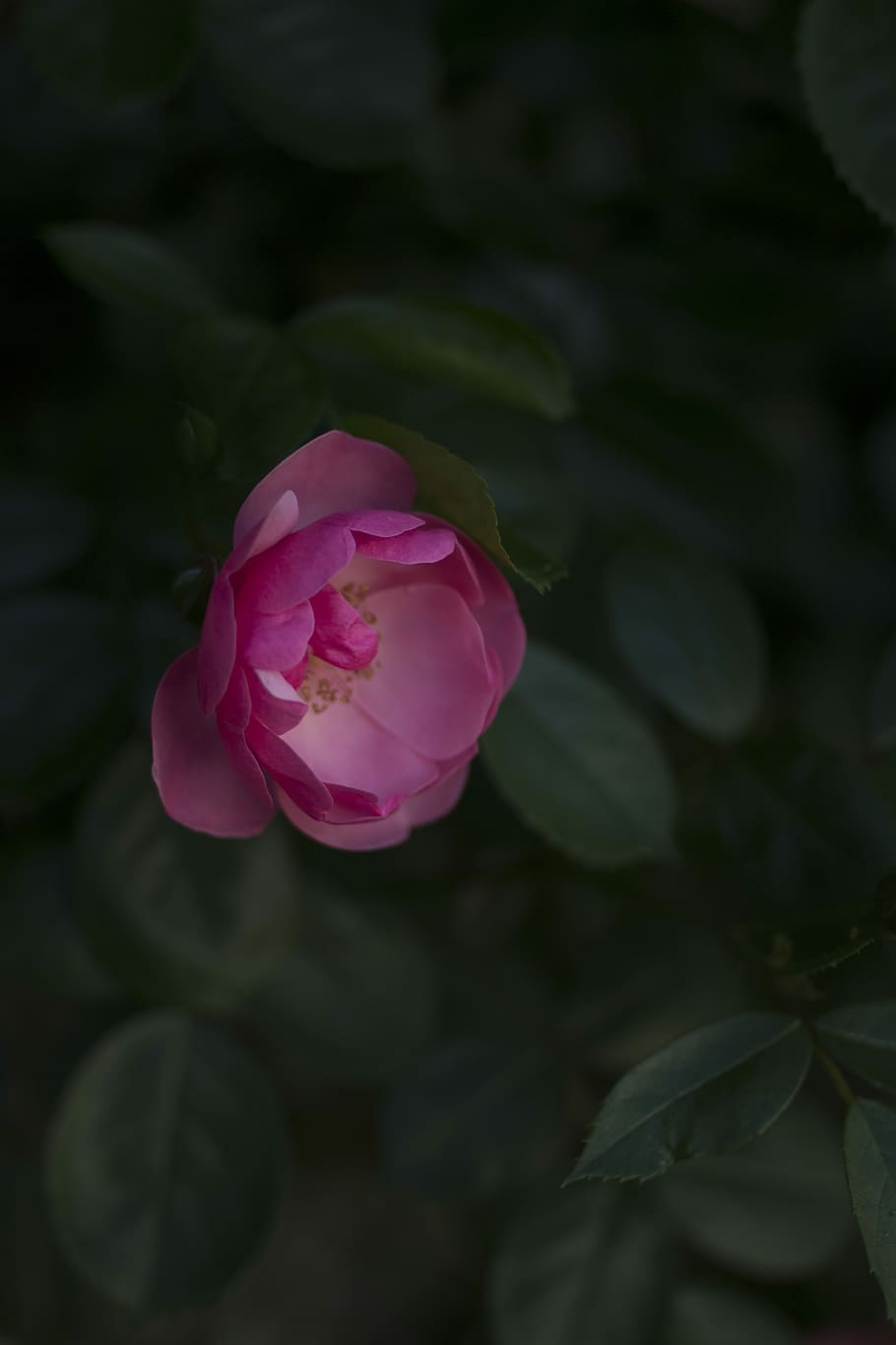 selective focus photography of pink rose flower, close up photo of pink rose in bloom HD wallpaper