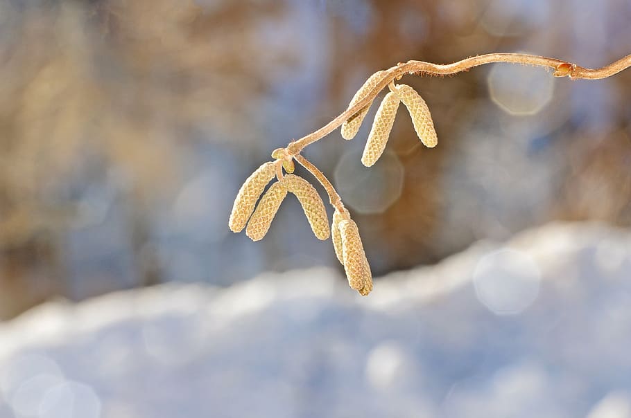 corkscrew hazel, branch, tree, plant, kahl, winter, close-up HD wallpaper