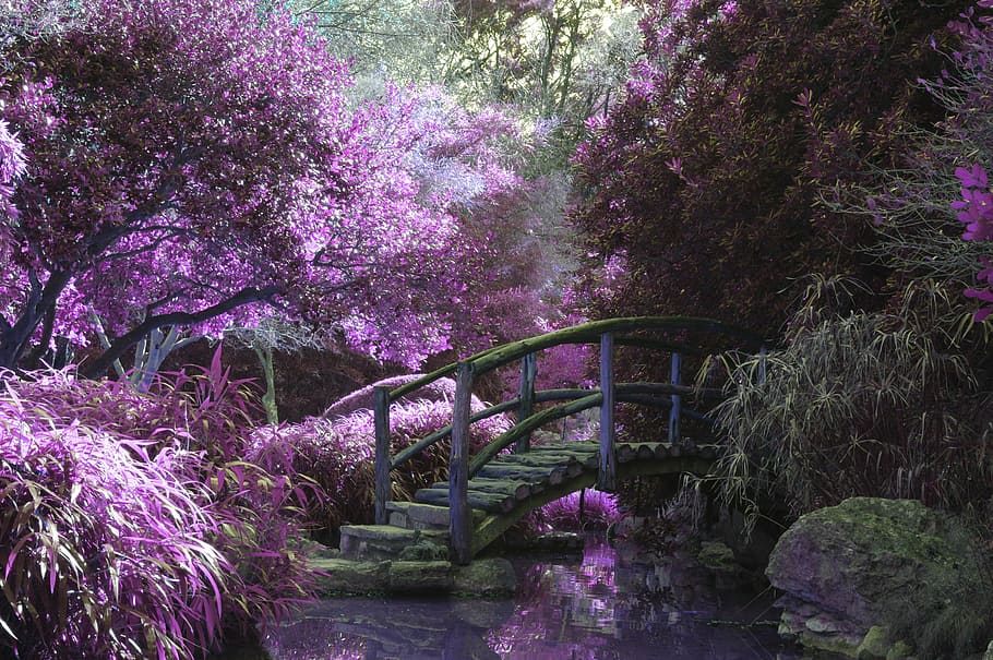 brown wooden bridge surrounded by purple trees and flowers HD wallpaper