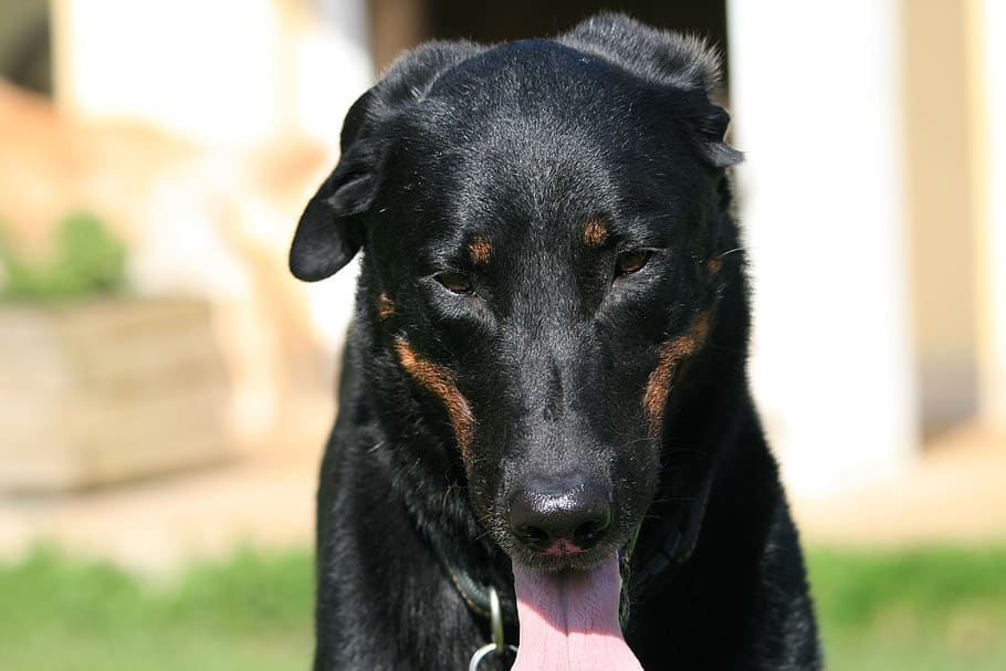 beauceron, berger de beauce, dog, pet, animals, pets, domestic