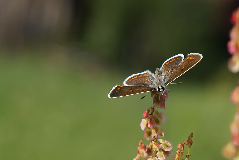 butterfly, macro, nature, insect, close, invertebrate, animal wildlife HD wallpaper