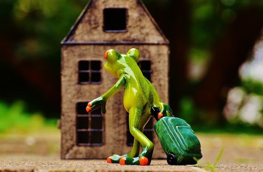 green frog holding luggage bag decor illustration, arrive, home HD wallpaper