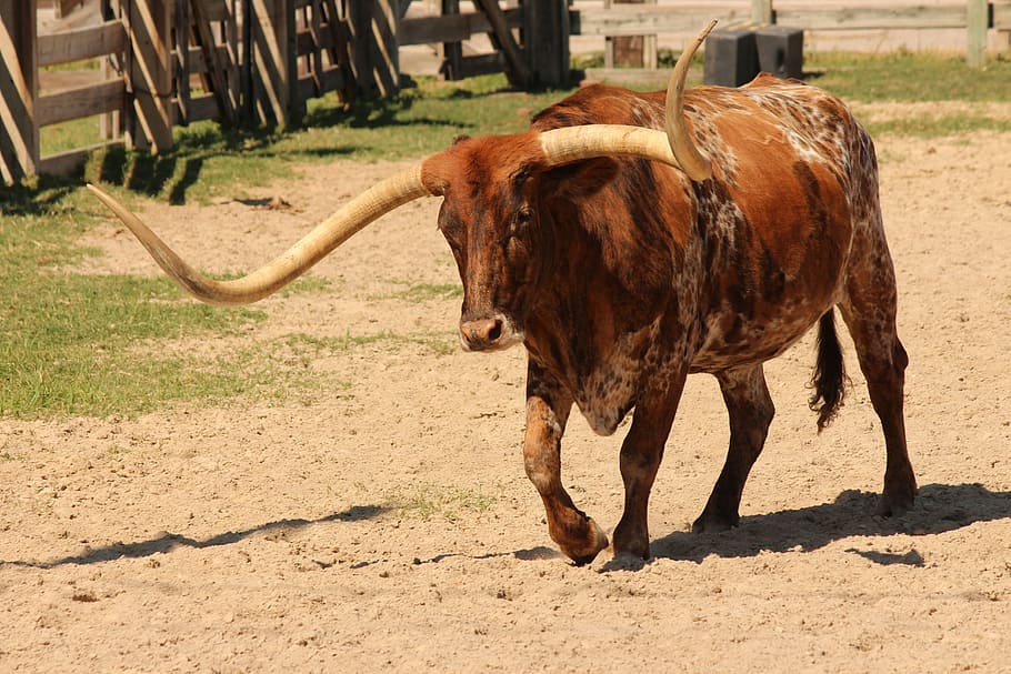 texas, longhorn, cattle, ranch, bull, livestock, steer, western, HD wallpaper