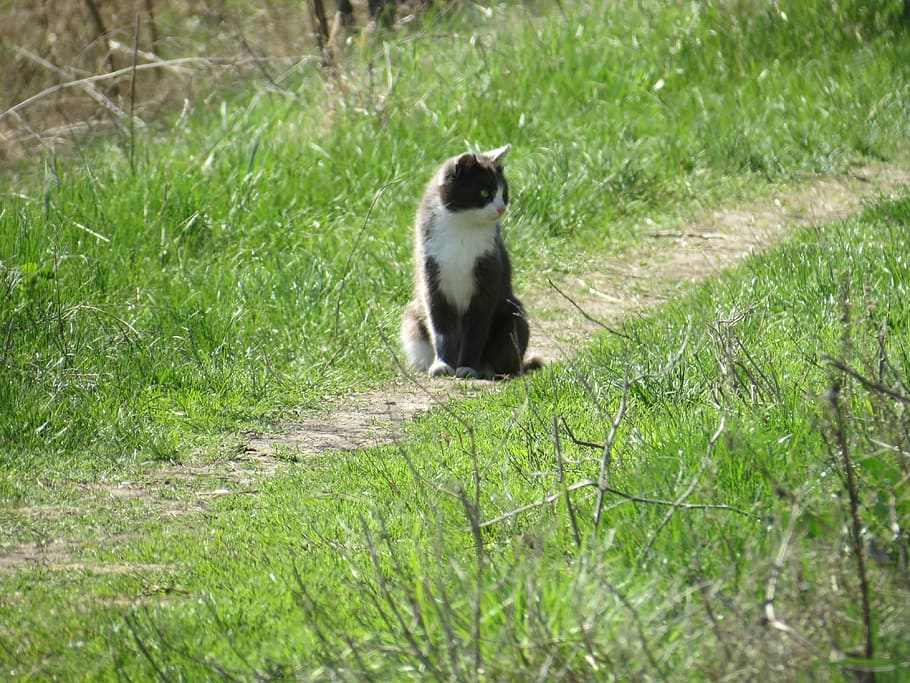 cat, pet, animals, cute, cats, pets, nature, grass, mammal HD wallpaper