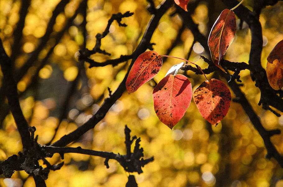 macro shot of brown tree leaves, brown leaves, autumn, leaf, fall HD wallpaper