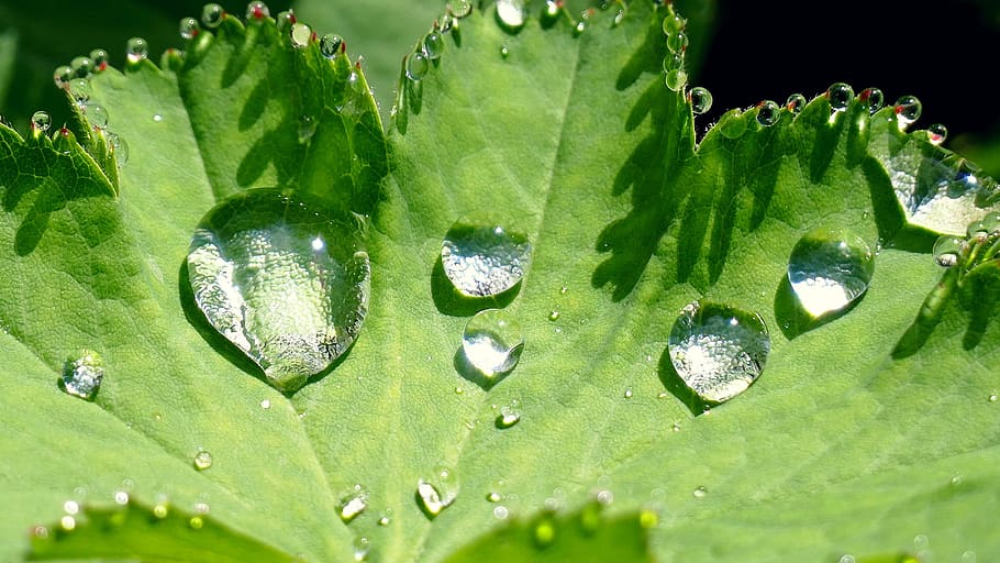 nature, leaf, raindrop, green, plant, close, on leaf, on the ground HD wallpaper