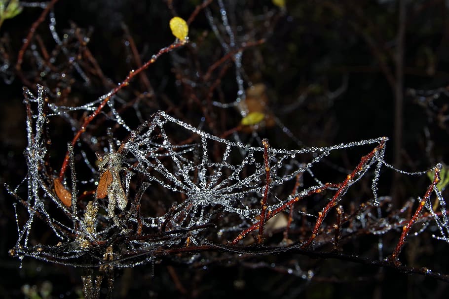 Spruce, Cobweb, Ice, Cold, Frost, not cold, night, frosted HD wallpaper