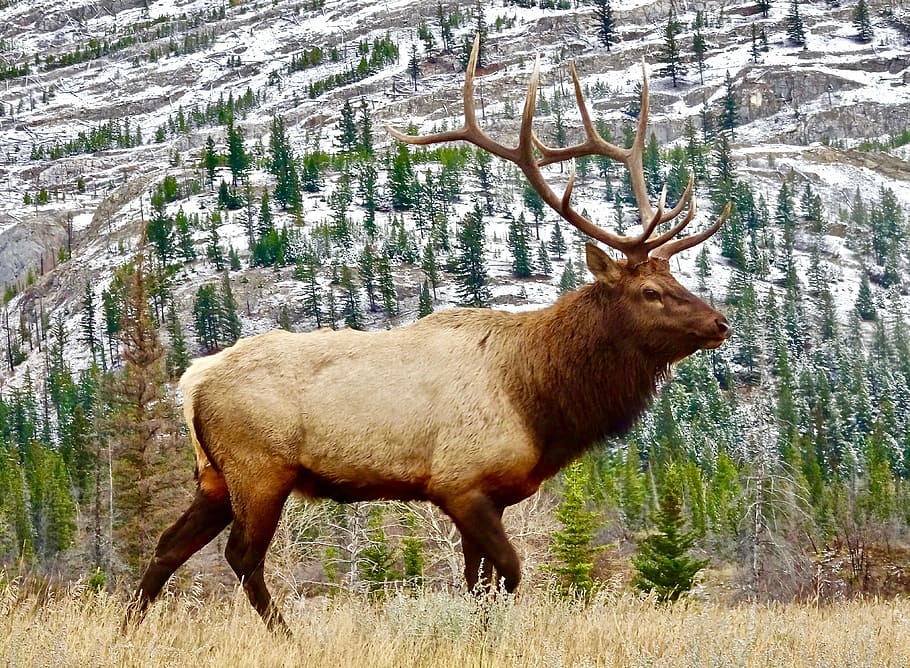 moose on grass, elk, bull, male, wildlife, antlers, nature, animal wildlife, HD wallpaper
