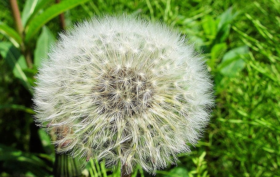 Dandelion, Flower, Macro, Nature, Plant, spring, summer, green HD wallpaper