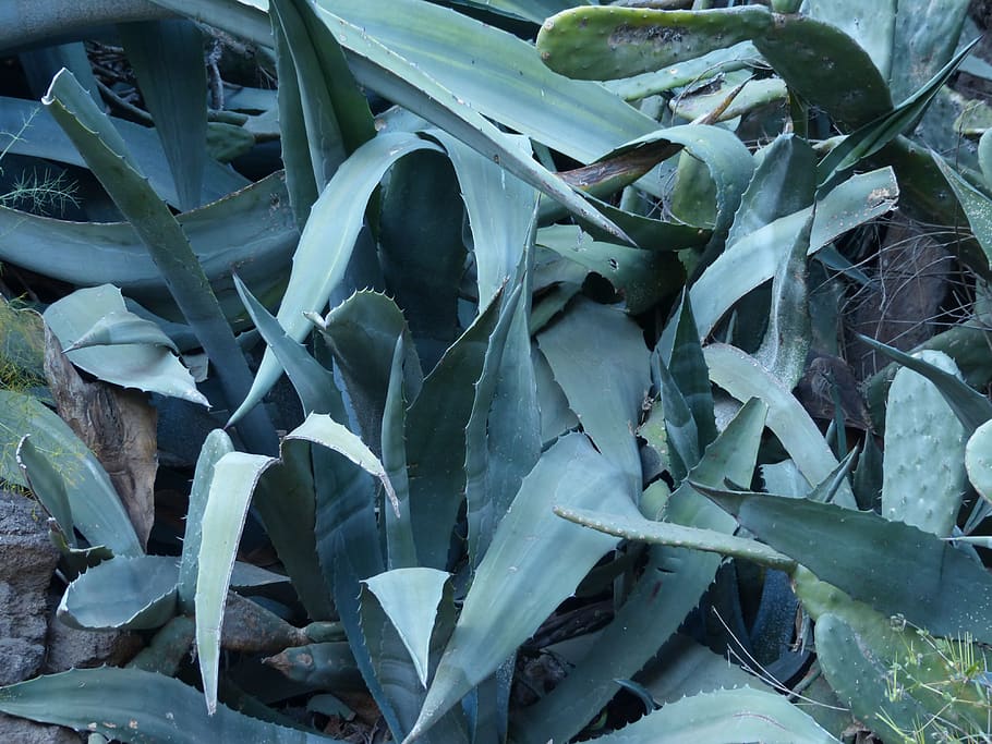 agave, leaves, spiny, prickly, plant part, leaf, growth, no people, HD wallpaper