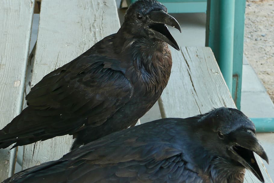 Crow, Bird, Feathered, Wildlife, black, corvidae, avian, avifauna HD wallpaper