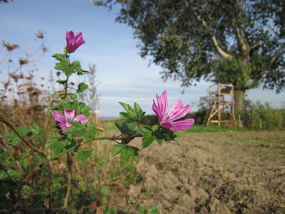 Hd Wallpaper Malva Sylvestris Common Mallow Cheeses High Images, Photos, Reviews