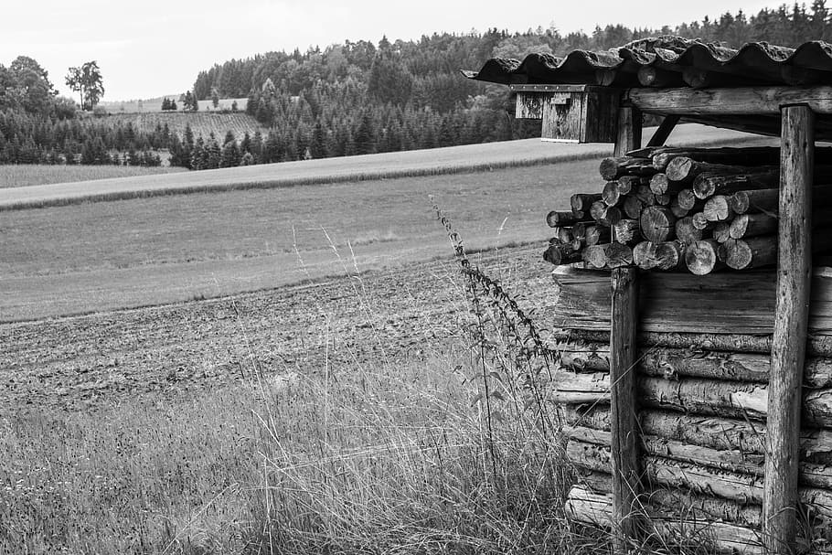 scale, wood, field, forest, black and white, landscape, plant HD wallpaper
