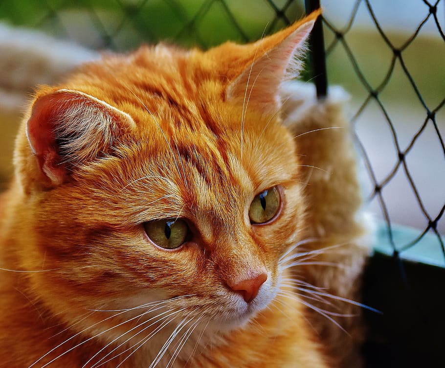 cat, red, cute, mackerel, tiger, sweet, cuddly, animal, fur HD wallpaper