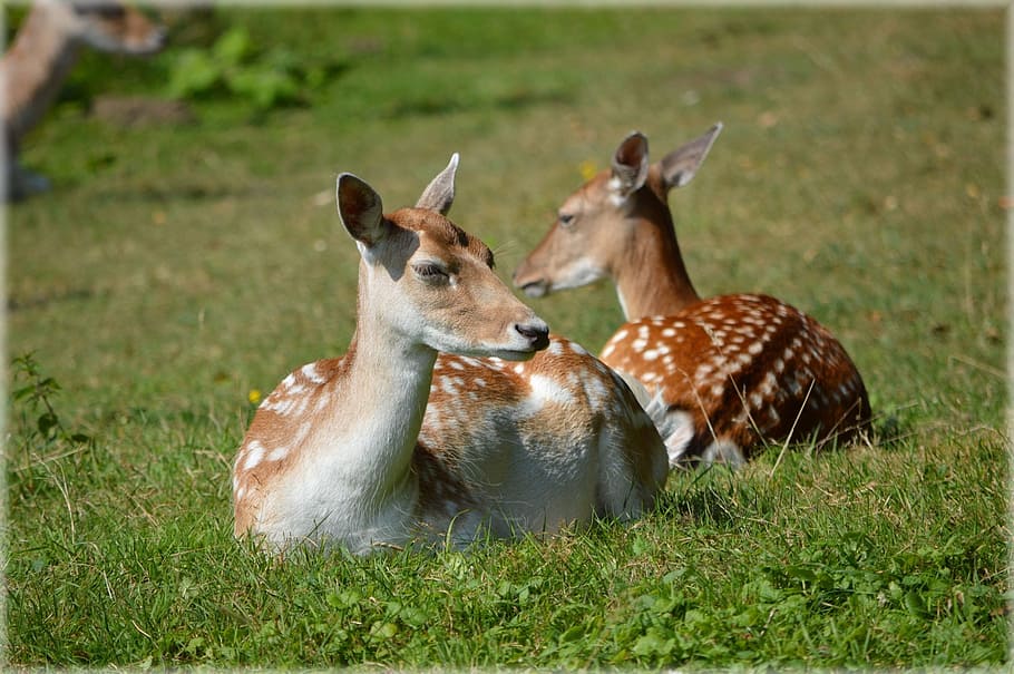 deer, ungulate, fallow deer, ruminant, animal, wildlife, zoology HD wallpaper