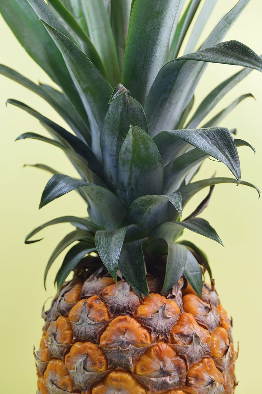 closed-up photo of pineapple fruit, dessert, appetizer, juice HD wallpaper