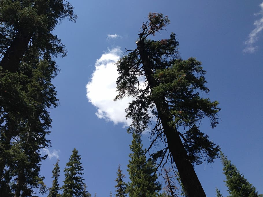 Sequoia, Park, National, Forest, california, america, giant trees HD wallpaper