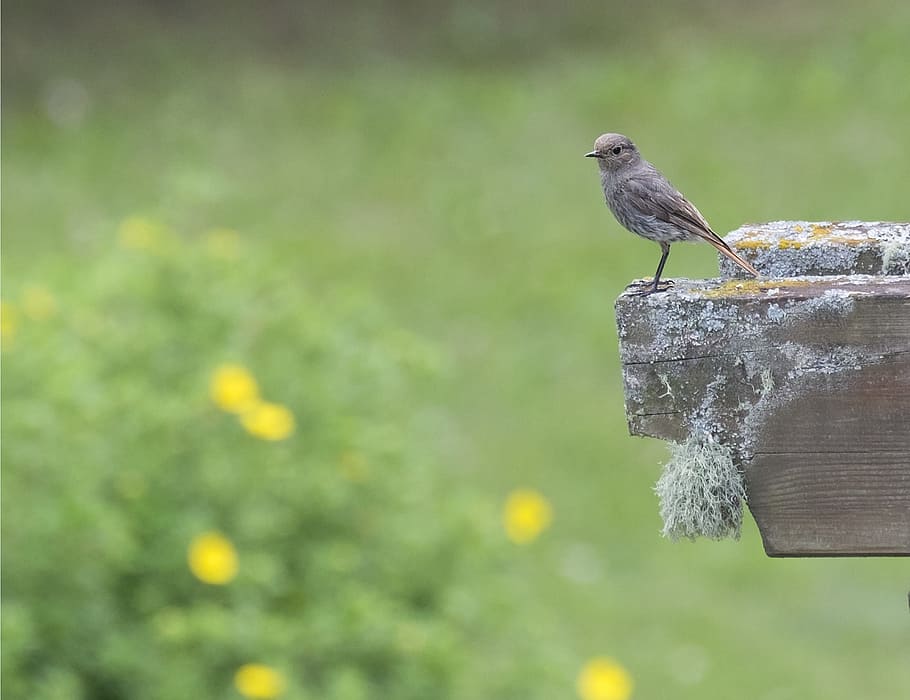 redstart, bird, black redstart, mountain, animal themes, animal wildlife HD wallpaper