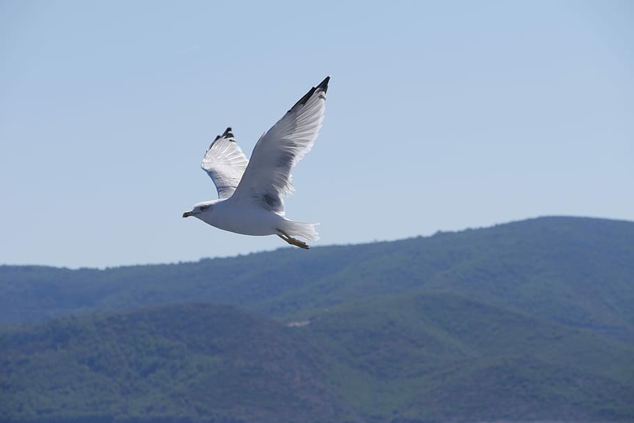 seagull, hill, sky, flying, animals in the wild, bird, animal wildlife HD wallpaper