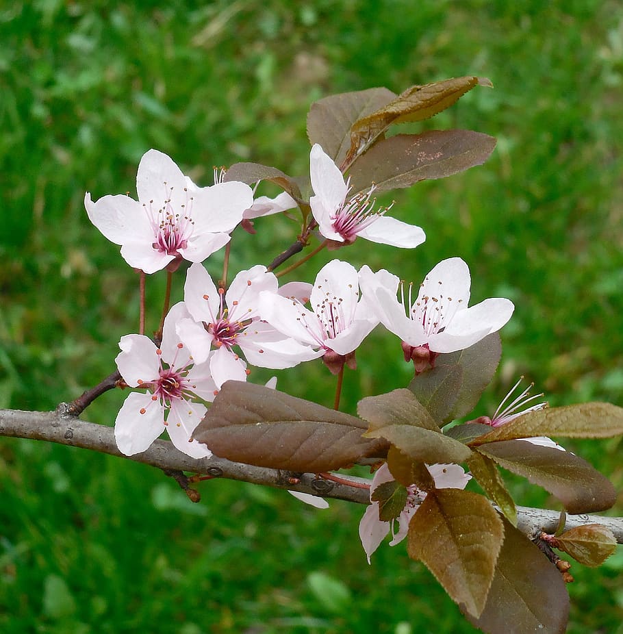flowering tree, spring, flowering plant, fragility, vulnerability HD wallpaper