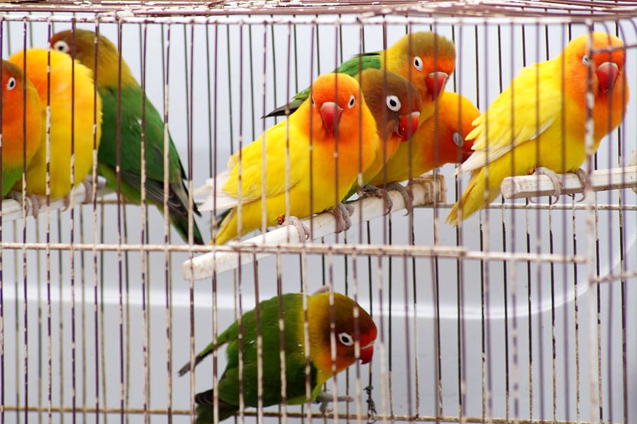 birds, cage, animals, birdcage, parrot, animal themes, animals in captivity HD wallpaper