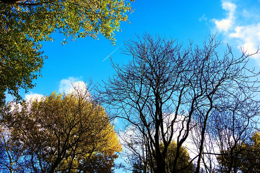 tree tops, trees, branches, bare branches, autumn trees, deciduous HD wallpaper