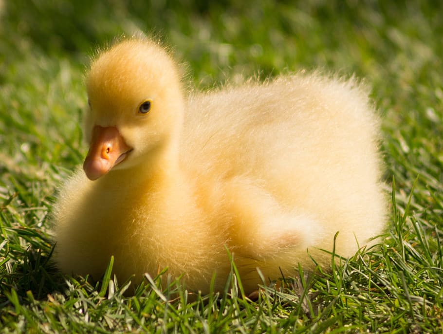 shallow focus photography of yellow duckling sitting on green lawn HD wallpaper