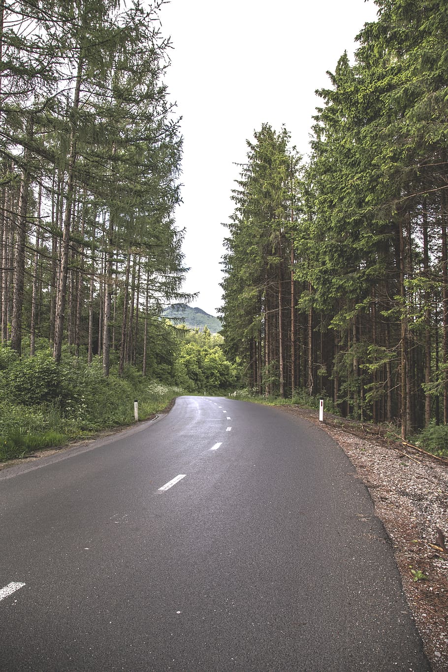 forest, road, tree, green, nature, landscape, outdoor, path HD wallpaper