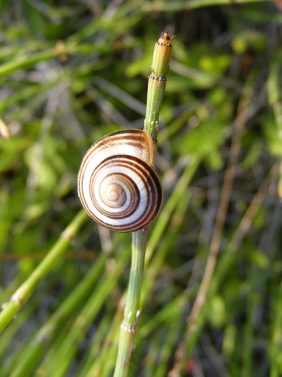 climbing, close-up, coiled, gastropoda, grass, green, molluscan HD wallpaper