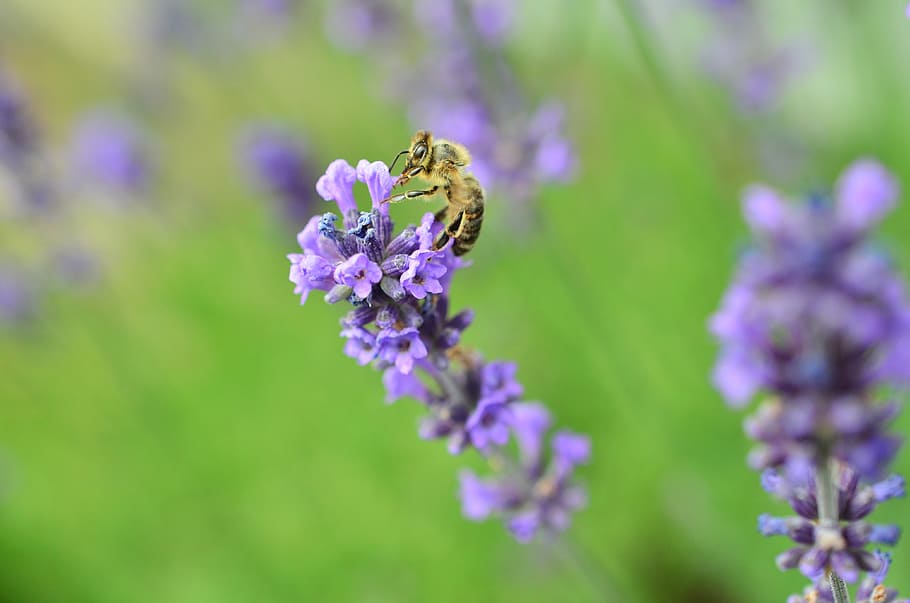 lavender, bee, violet, insect, true lavender, purple, nectar HD wallpaper